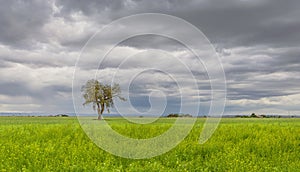 Background formed by a landscape of green grass, cloudy sky and lonely tree.
