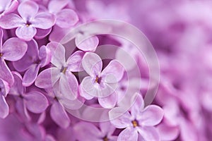 Background from fragrant lilac blossoms