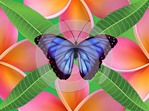 Background with frangipani flowers and leaves and