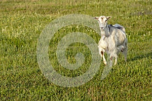 Background with Free-range white goat in sustainable organic farm with green fields under blue sky