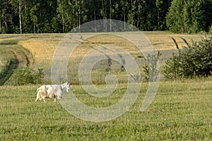 Background with Free-range white goat in sustainable organic farm with green fields under blue sky