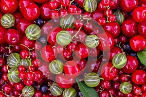 Background of fresh berries (cherries, red and black currants, gooseberries)