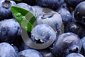 Background of fresh blueberries with leaves macro closeup, concept of organic wholesome food