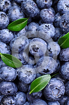 Background of fresh blueberries with leaves macro closeup, concept of organic wholesome food. Vertical Orientation