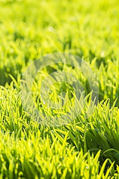 Background of fresh bright green grass