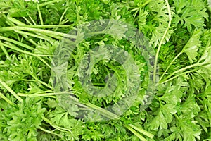 Background of the fresh curly leaf parsley twigs