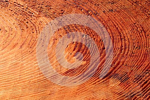 Background of fresh cut wood, top view