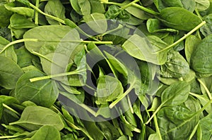 Background of fresh french spinach leaves