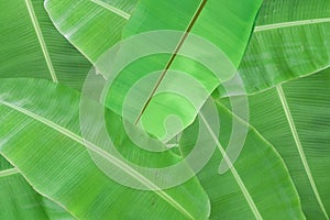 Background of fresh green banana leaf texture