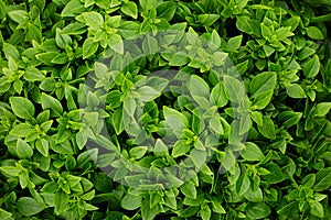 Background of fresh green Basi