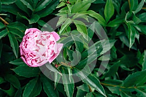 Background of fresh green peony leaves and one pink peony.