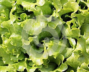 Background of fresh green salad photo