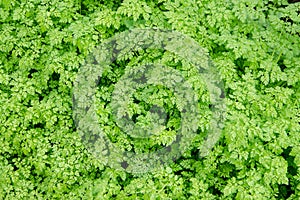 Fresh green spring leaves