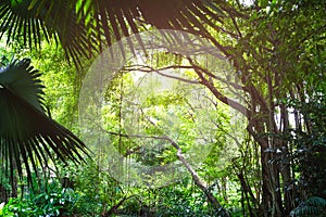 Background of fresh green trees and leaves