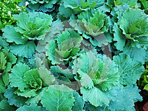 Background of Fresh Green Vegetables with Rain Droplets on Leaves