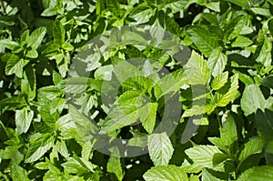 Background of fresh mint in daylight