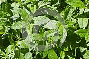 Background of fresh mint in daylight