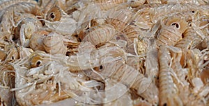 Background of fresh shrimp