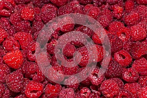 Background of fresh, sweet and ripe raspberries. summer berries