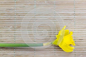 Background with fresh yellow jonquil