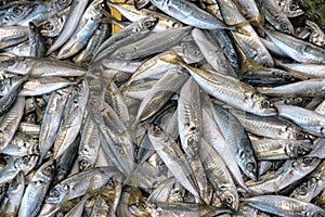 Background of freshly caught sea scad fish