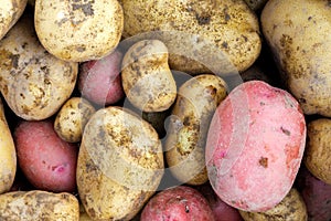 Background of freshly dug up yellow and red potatoes.