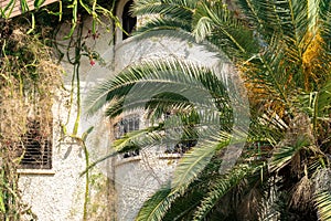 Background with a front view of a villa with palm tree