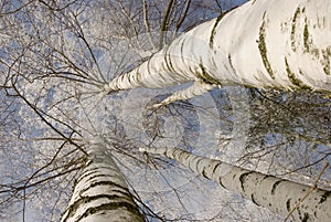 Background of frosty birch tree trunk branch