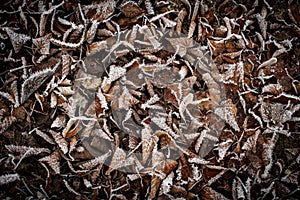 Background with frosty brown dead tree leaves on a cold autumn morning