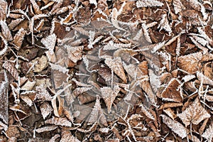 Background with frosty brown dead tree leaves on a cold autumn morning