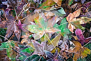 Background of frozen colourful maple leaves on the ground