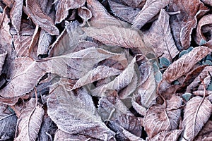 Background with frozen dead european beech leaves Fagus sylvatica