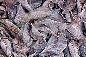 Background with frozen dead european beech leaves Fagus sylvatica