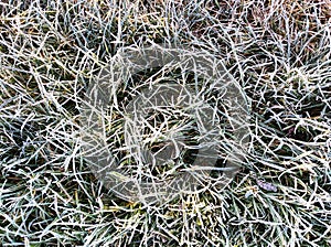 Background frozen grass covered with rime