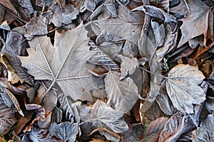 Background of frozen leafs