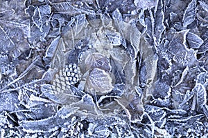 Background of frozen leaves