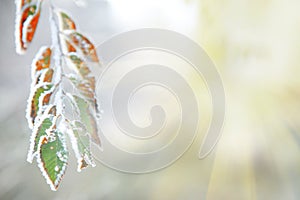 Background of frozen leaves under the frost and sun