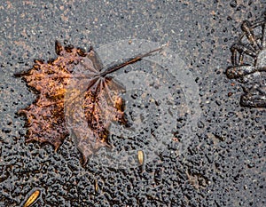 Background frozen red maple leaf on the asphalt