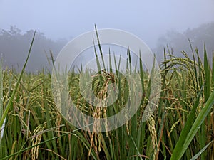 Background of fruitful rice plants