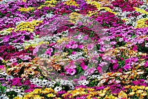 Wall pattern of multicolored flowers photo