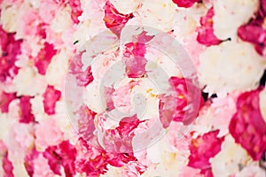 Background full of white and pink peonies