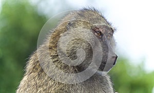 Background with a funny baboon looking aside