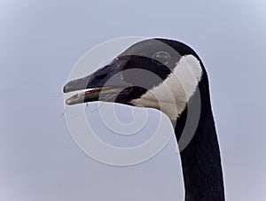 Background with a funny Canada goose screaming