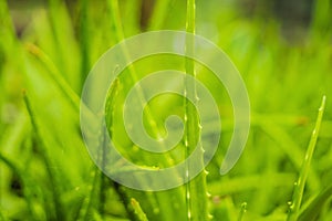 Background of gently green aloe leaf texture