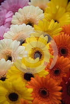 Background. Gerber flosers close-up