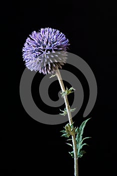 Background with glandular globe-thistle, great globe-thistle or pale globe-thistle Echinops sphaerocephalus