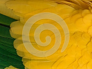 Background of a Golden Conure`s Feathers
