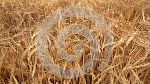 Background of golden dried ripe wheat. ears of corn