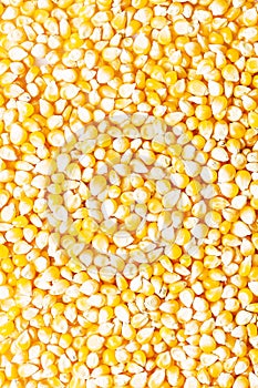 Background of fresh golden raw corn kernels