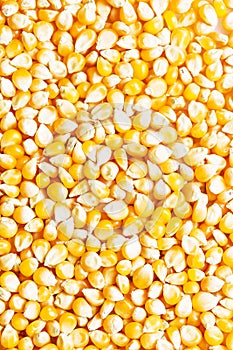 Background of fresh golden raw corn kernels